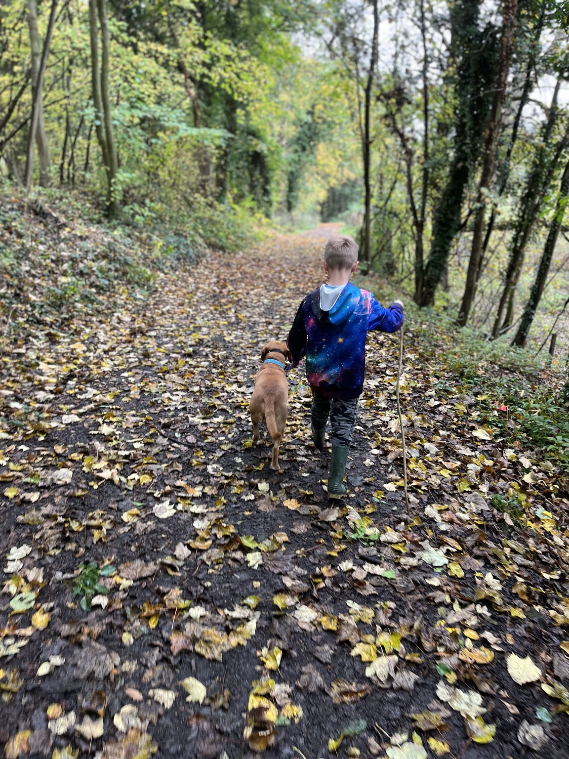 A child and a dog walking away along a leaf-covered woodland track in autumn